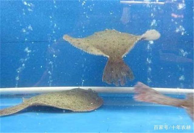 多宝鱼市场最新动态，价格波动、养殖技术革新与消费趋势分析