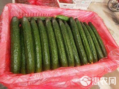 聊城黄瓜最新价格